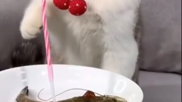 cute birthday cat makes you laugh