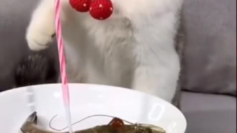 cute birthday cat makes you laugh