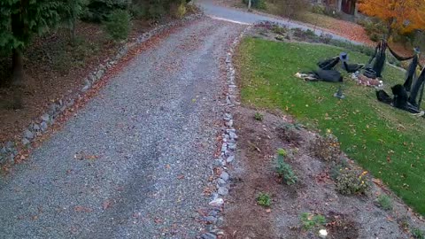 Black Bear Pulls Down Halloween Witches