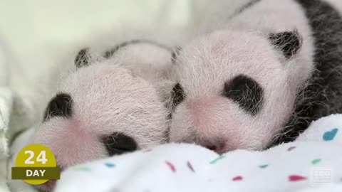 The first 100 Days of Mei Lun and Mei Huan