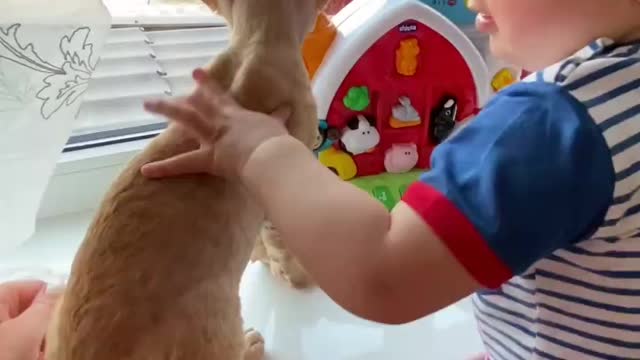 Cute Animals Cute cat and cut baby