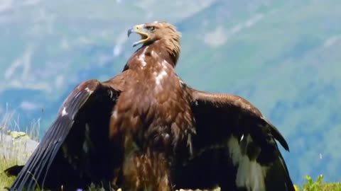 Wild life, Eagle On Hunt