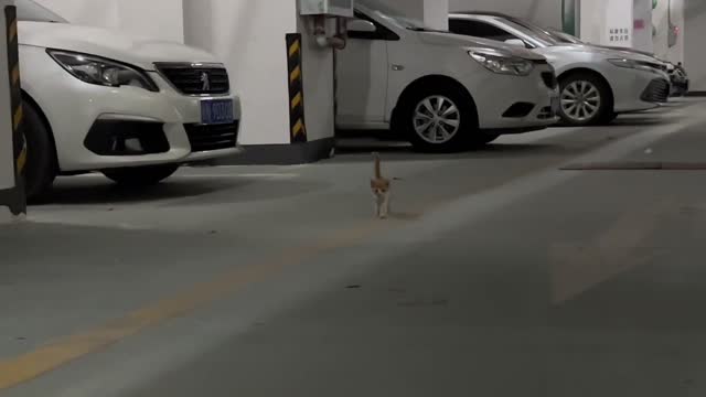 A stray kitten is coming
