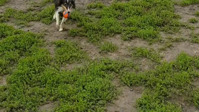 Tornado dog