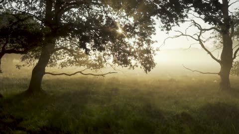 "Nature's Radiance: Basking in the Warmth of the Sun"