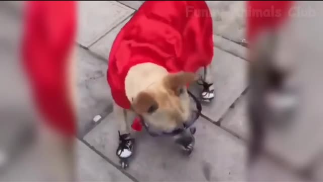 Well I'm loving this dog right now if he can rollerblade like this then he can probably fly too lol