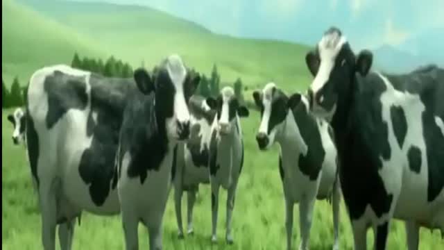 Funny Cow Dance | Funny Cow | Funny Cow Videos | Funny Cow Sound