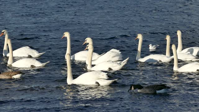 SWANS..SWANS