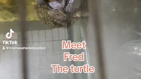 Meet Fred