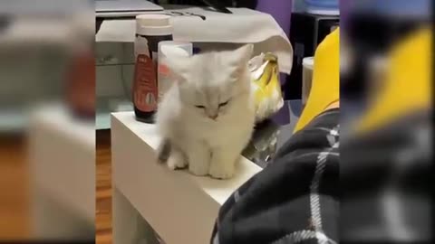 Baby cats -cute and funny cat videos