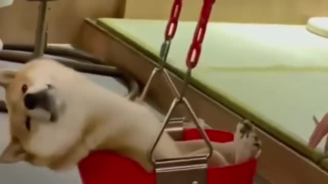 Funny Dogs - Try not to laugh 😍😍😍