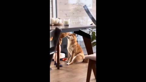 Funniest Cats And Dogs Videos