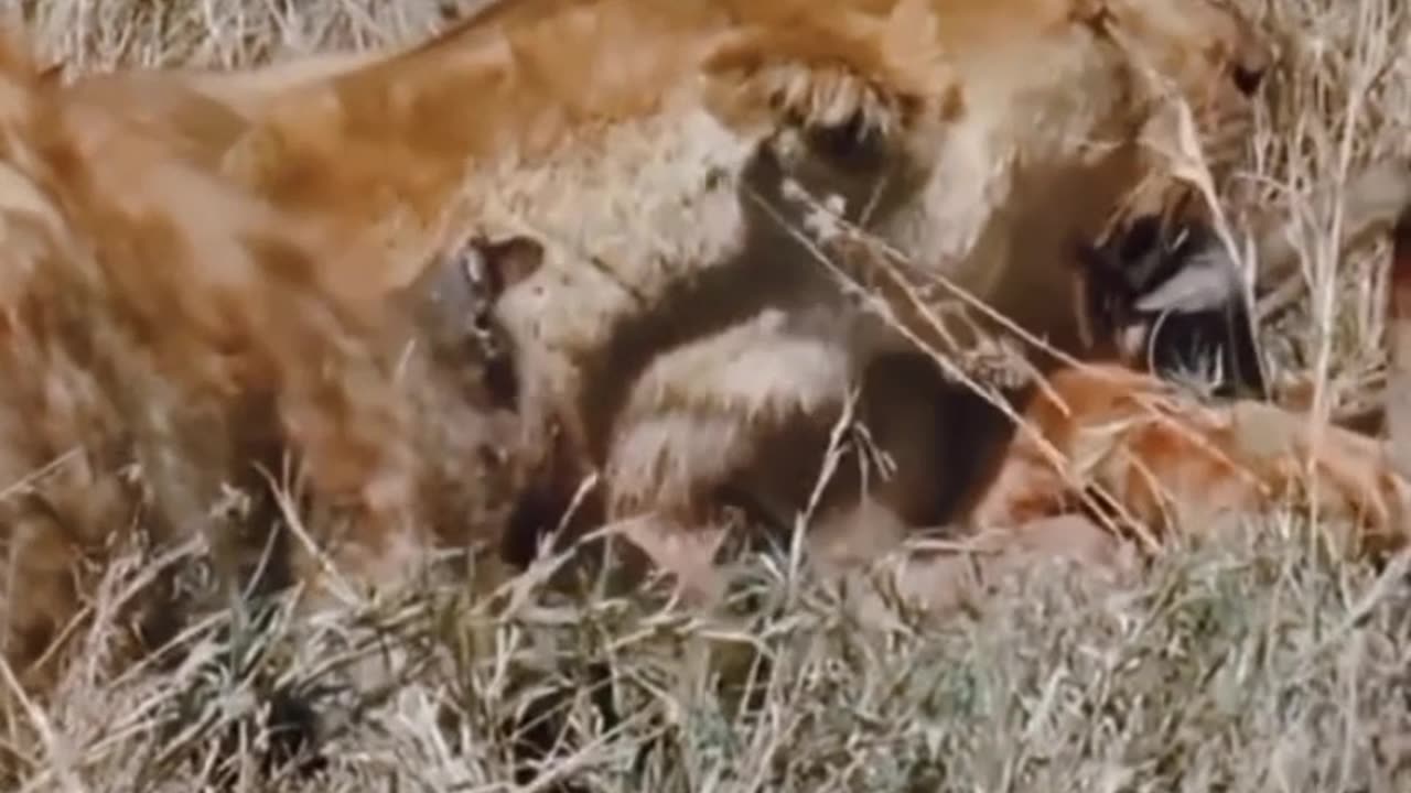 a lion and a hyena fight over the flesh of a pig hiding in a pit