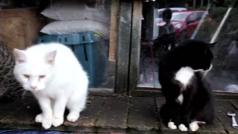 Adorable Cats Playing And Cleaning Her Friends