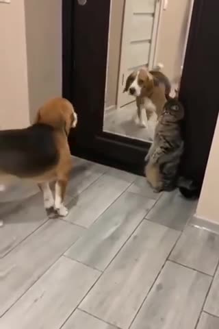 Doggy &cat