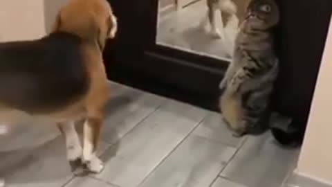 Doggy &cat