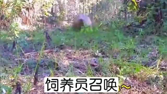 The crocodile heard that the meal was ready, and he was happy as a child