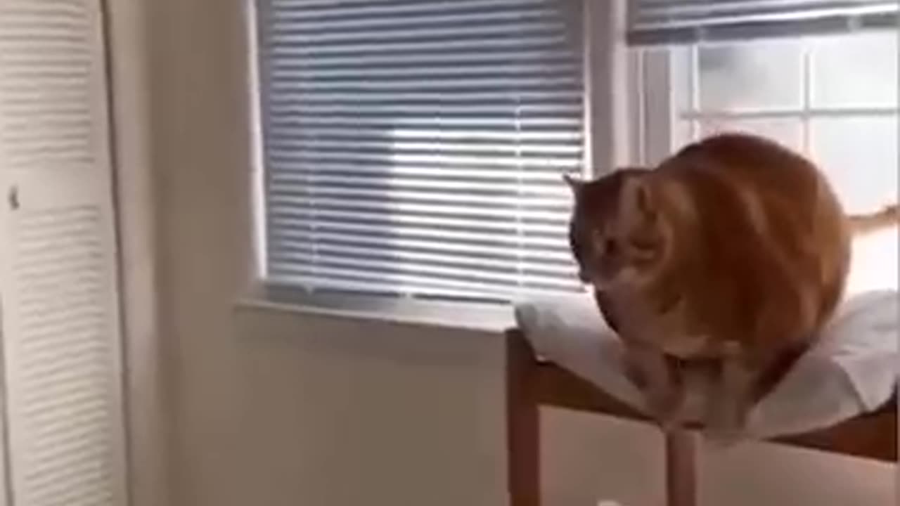 Funny Animal video 🤣👌