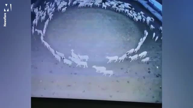 😀😀 mystery as flock of sheep 🐑move in a circle continuously for 12days💪