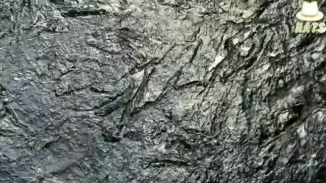 5G frequency effects a natural process. Now imagine what it's doing to the natural human frequency.