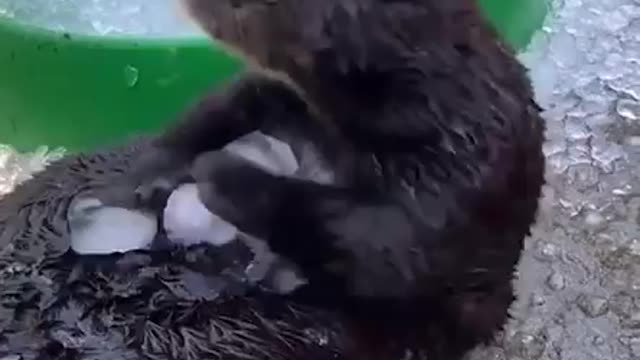 Seal having fun with snow