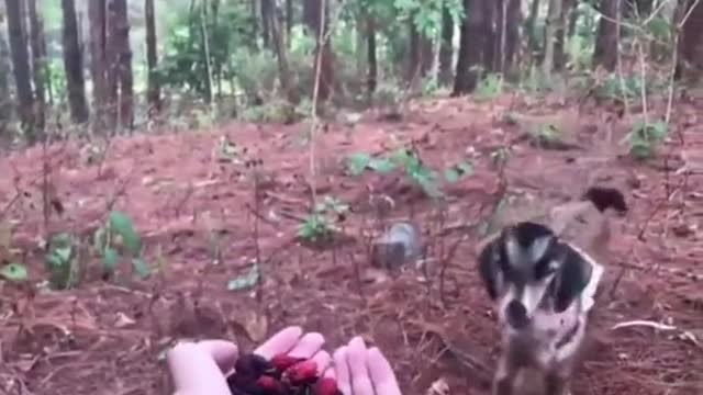 This man gave a baby goat berries and got a bonus