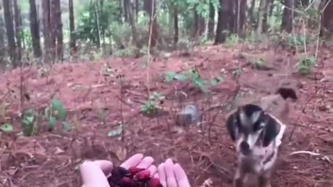 This man gave a baby goat berries and got a bonus