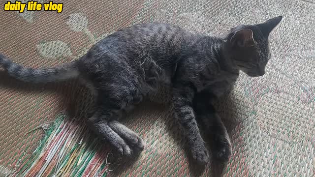 Happy cat rolls around sleeping in the middle of the house