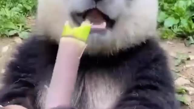 Panda bear chewing on a stick