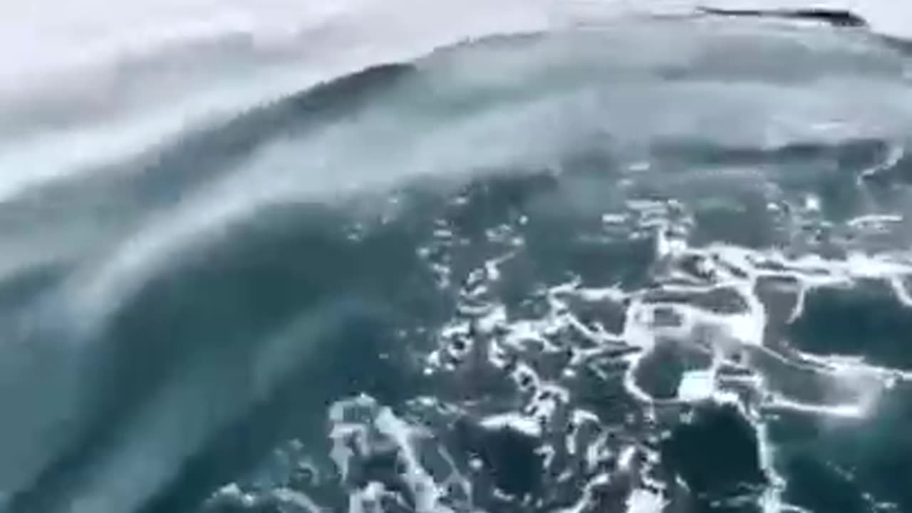 Whale's Adorable Diving #shorts #viral #shortsvideo #video