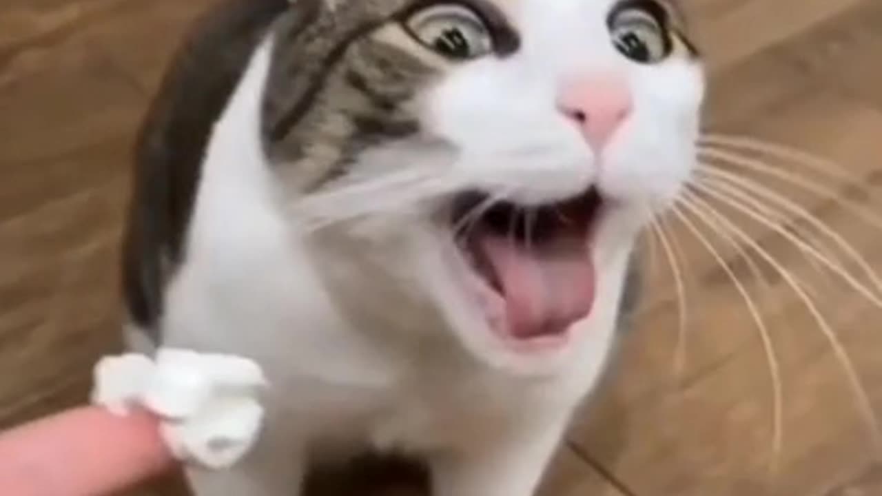 Reaction of cat 🐱funny 🤣🤣🤣