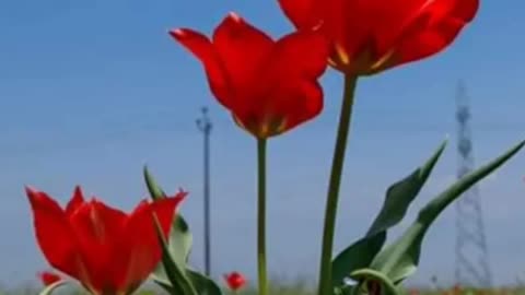Pampora saffron Field