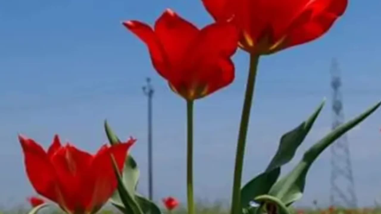 Pampora saffron Field