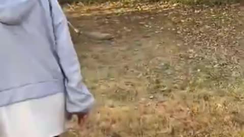 Cute and Funny Pomeranian Almost Fall _ Smart Dog _ Lovely Pet #shorts.mp4