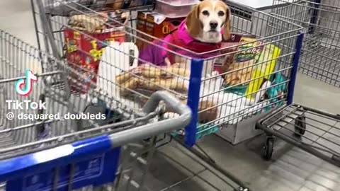 Dogs in walmart
