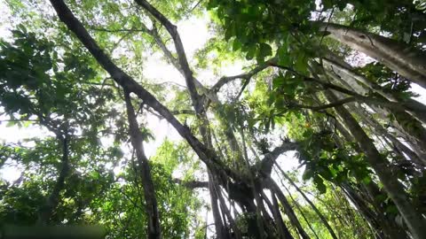 Todos os tipos de animais que vivem na floresta tropical do Brasil levam você ao mundo animal #19