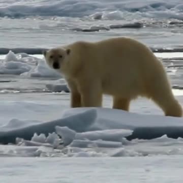 What To Do When a Polar Bear in Your Backyard... #shorts