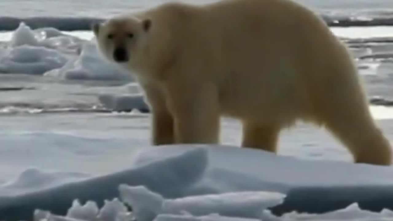 What To Do When a Polar Bear in Your Backyard... #shorts