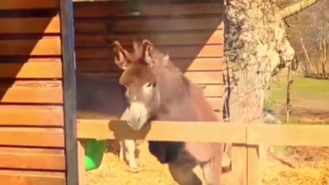 Funny Video #2