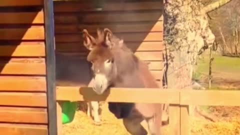 Funny Video #2