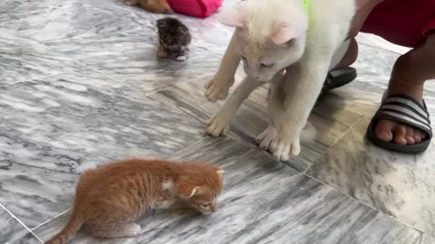 Rescue kittens. Cat hates new kittens