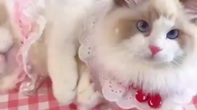 Aww cute cat videos funny Vol5❤️ Cat Cash Compilation chines💚 Tiktok Cat Meow #cat #shorts