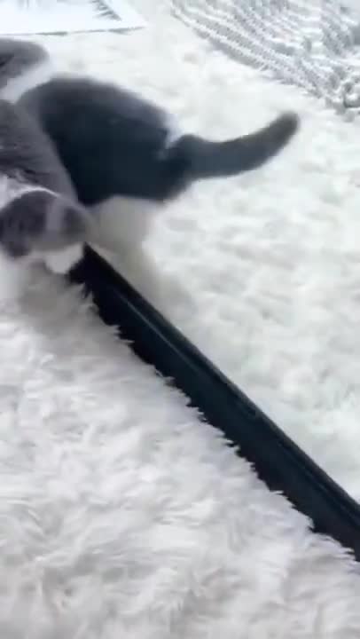 Cute Cats #Shorts Funny video #shorts