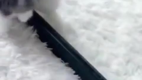 Cute Cats #Shorts Funny video #shorts