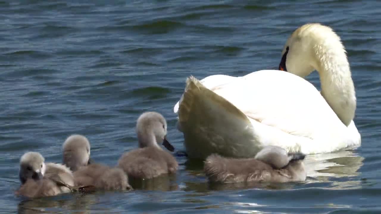 ducklings swimming