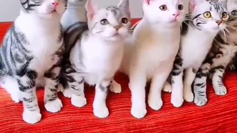 Funny cat