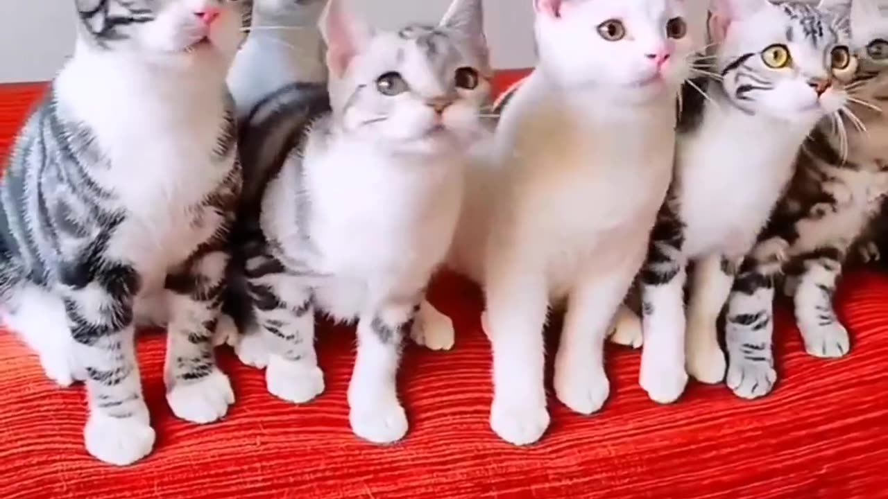 Funny cat