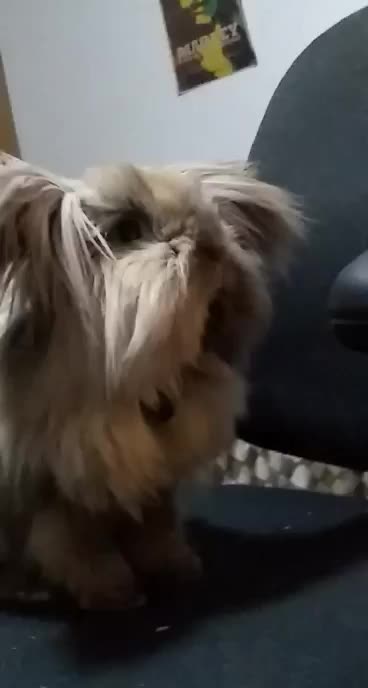 Jasper chilling on my chair