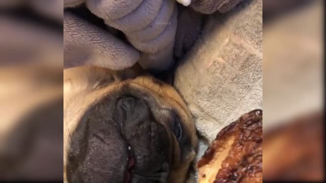 Baby Dog - Cute and Funny dog Videos Compilation