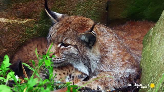 The Distinctive Ears of the Eurasian Lynx are a Mystery 🧐 Carpathian Predators Smithsonian Channel